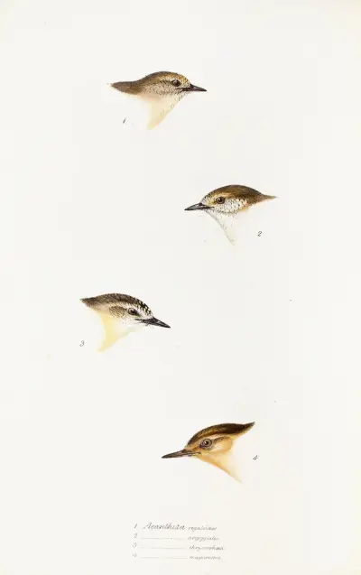 A synopsis of the birds of Australia, and the adjacent Islands Pl.60 av Elizabeth Gould