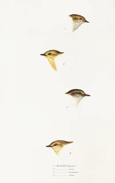 A synopsis of the birds of Australia, and the adjacent Islands Pl.59 av Elizabeth Gould