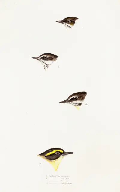 A synopsis of the birds of Australia, and the adjacent Islands Pl.58 av Elizabeth Gould