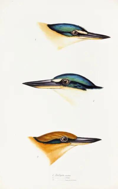 A synopsis of the birds of Australia, and the adjacent Islands Pl.53 av Elizabeth Gould