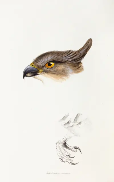 A synopsis of the birds of Australia, and the adjacent Islands Pl.46 av Elizabeth Gould