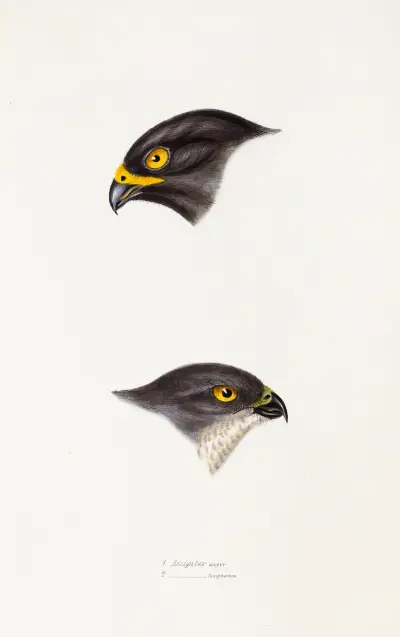 A synopsis of the birds of Australia, and the adjacent Islands Pl.45 av Elizabeth Gould