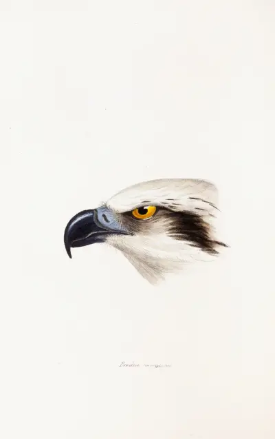 A synopsis of the birds of Australia, and the adjacent Islands Pl.41 av Elizabeth Gould