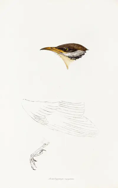 A synopsis of the birds of Australia, and the adjacent Islands Pl.69 av Elizabeth Gould