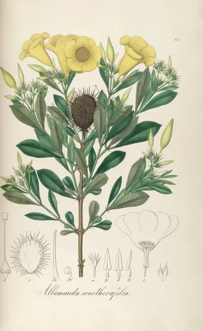 Allamanda oenotherifolia, Johann Baptist Emanuel Pohl