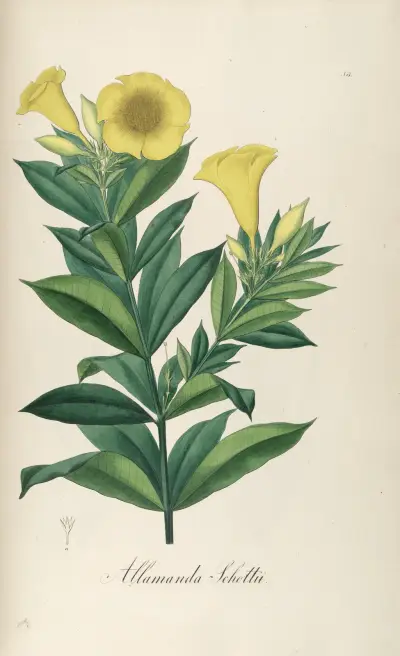 Allamanda schottii, Johann Baptist Emanuel Pohl