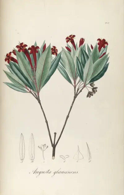 Augusta glaucescens, Johann Baptist Emanuel Pohl
