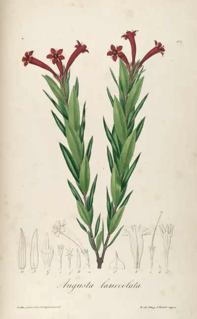 Augusta lanceolata, Johann Baptist Emanuel Pohl