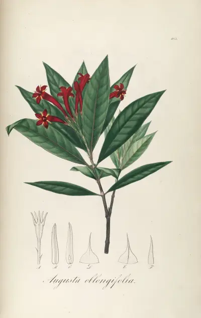 Augusta oblongifolia, Johann Baptist Emanuel Pohl