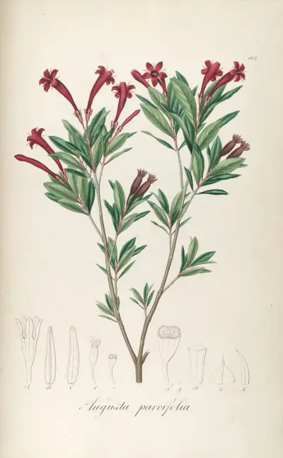 Augusta parvifolia, Johann Baptist Emanuel Pohl