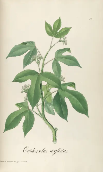 Cnidoscolus neglectus, Johann Baptist Emanuel Pohl