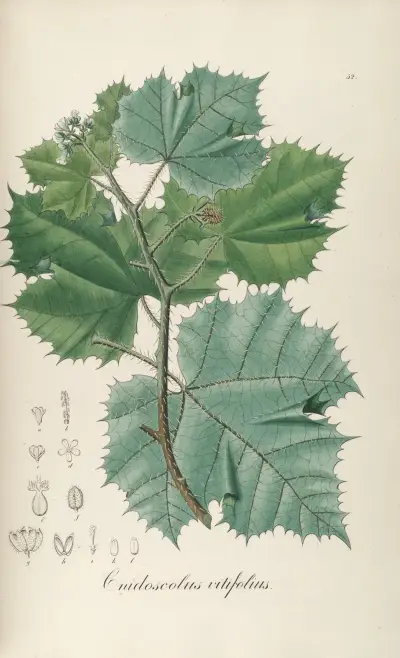 Cnidoscolus vitifolius, Johann Baptist Emanuel Pohl