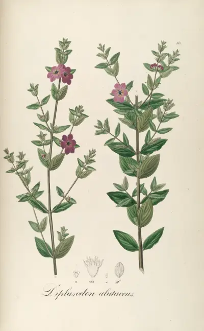 Diplusodon alutaceus, Johann Baptist Emanuel Pohl