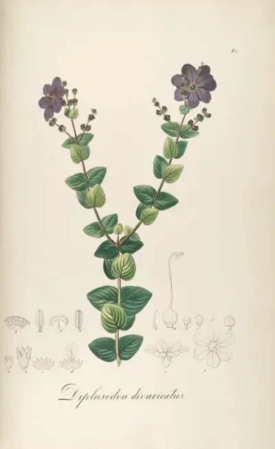 Diplusodon divaricatus, Johann Baptist Emanuel Pohl