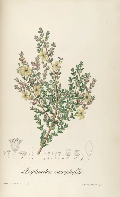 Diplusodon microphyllus, Johann Baptist Emanuel Pohl