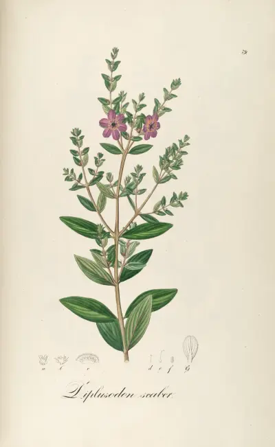 Diplusodon scaber, Johann Baptist Emanuel Pohl