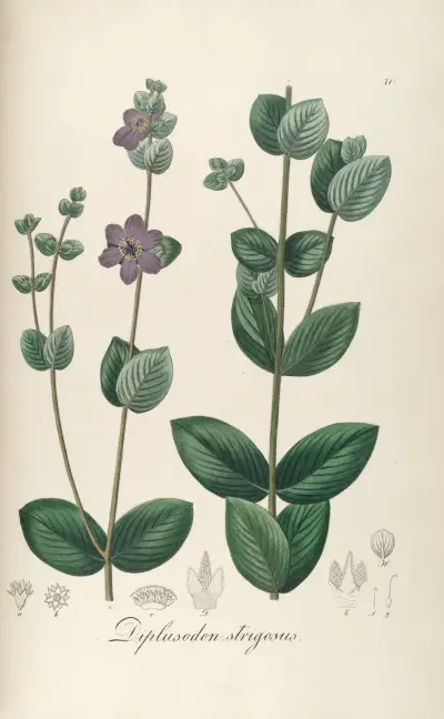 Diplusodon strigosus, Johann Baptist Emanuel Pohl