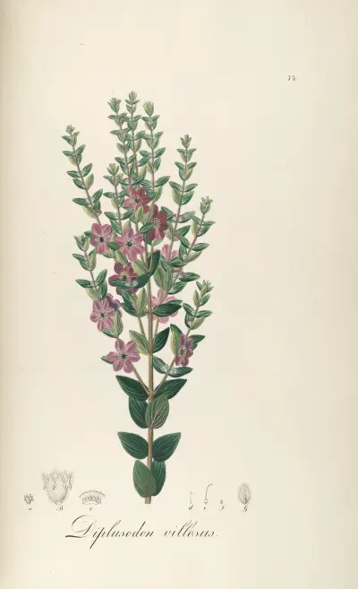 Diplusodon villosus, Johann Baptist Emanuel Pohl