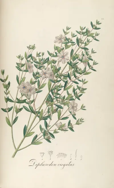 Diplusodon virgatus, Johann Baptist Emanuel Pohl