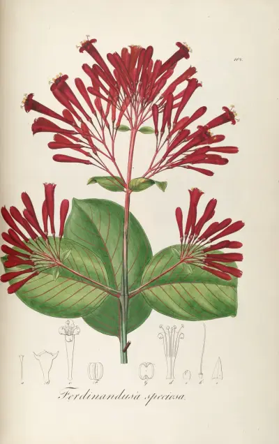 Ferdinandusa speciosa, Johann Baptist Emanuel Pohl
