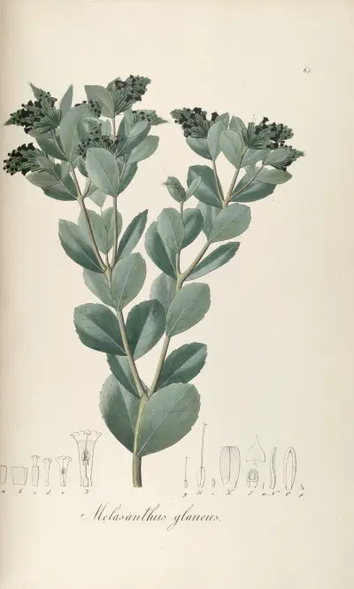 Melasanthus glaucus, Johann Baptist Emanuel Pohl