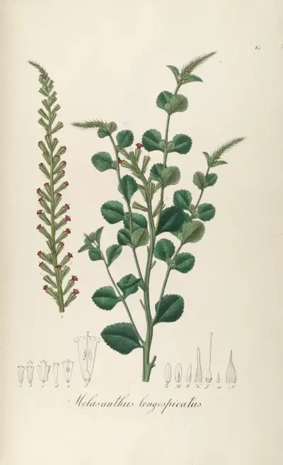 Melasanthus longespicatus, Johann Baptist Emanuel Pohl
