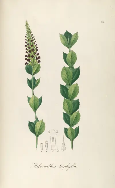 Melasanthus triphyllus, Johann Baptist Emanuel Pohl