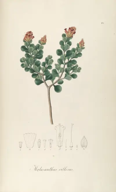 Melasanthus villosus, Johann Baptist Emanuel Pohl