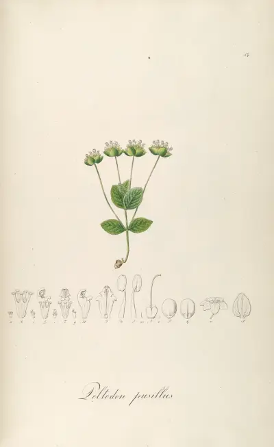 Peltodon pusillus, Johann Baptist Emanuel Pohl