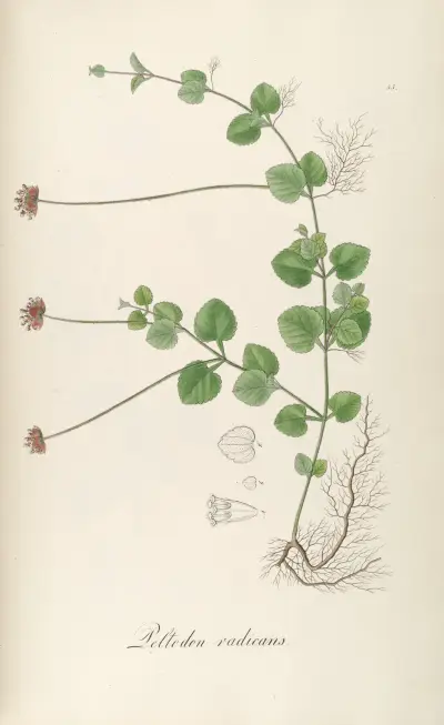 Peltodon radicans, Johann Baptist Emanuel Pohl