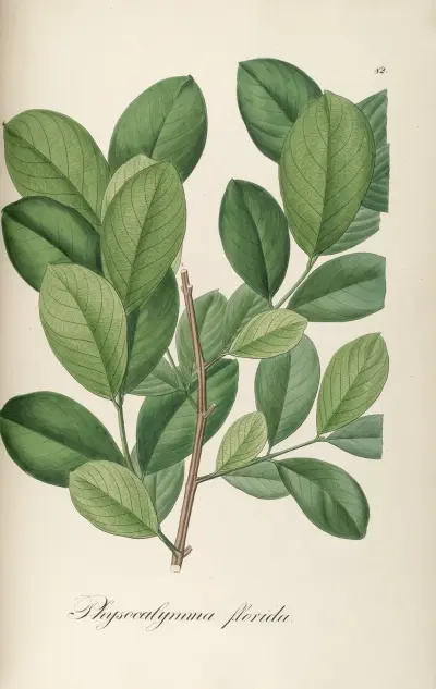 Physocalymma floridum, Johann Baptist Emanuel Pohl