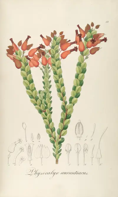 Physocalys aurantiacus, Johann Baptist Emanuel Pohl