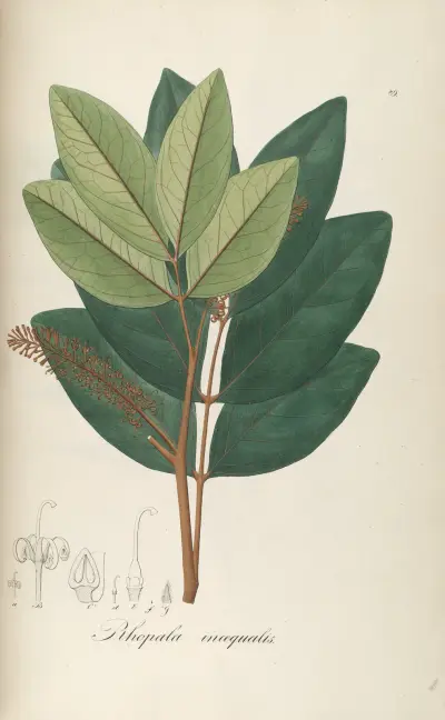 Roupala inaequalis, Johann Baptist Emanuel Pohl