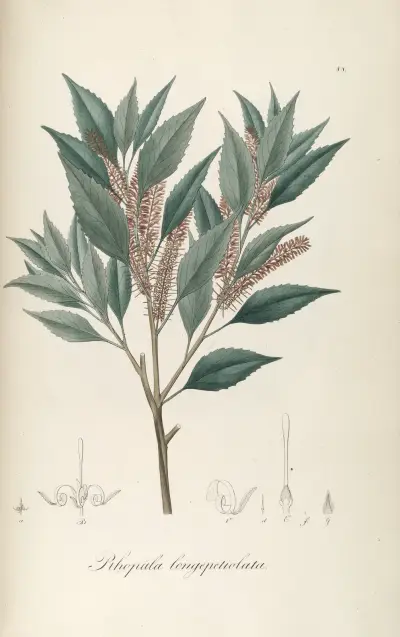 Roupala longepetiolata, Johann Baptist Emanuel Pohl