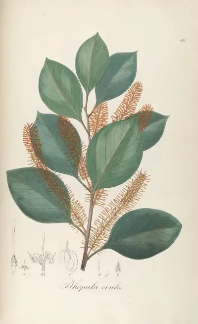 Roupala ovalis, Johann Baptist Emanuel Pohl