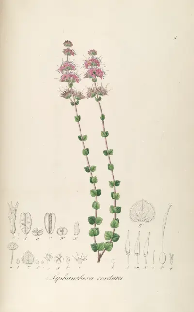 Siphanthera cordata, Johann Baptist Emanuel Pohl