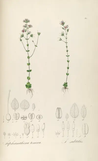 Siphanthera tenera, Siphanthera subtilis, Johann Baptist Emanuel Pohl