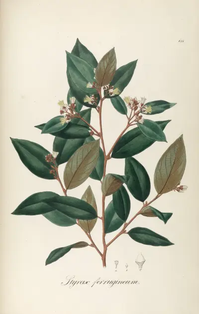 Styrax ferrugineus, Johann Baptist Emanuel Pohl