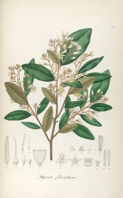 Styrax floridus, Johann Baptist Emanuel Pohl