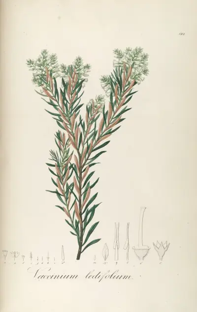 Vaccinium montanum, Johann Baptist Emanuel Pohl