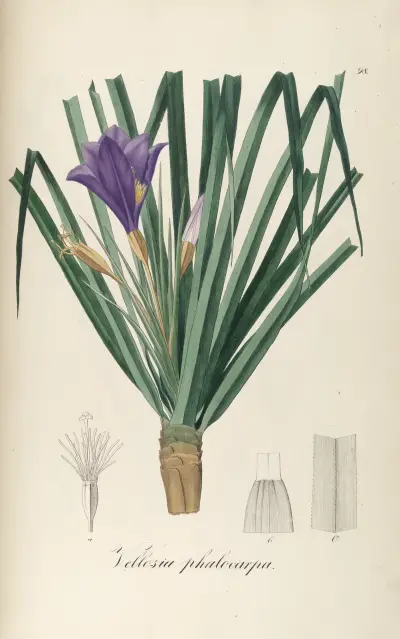 Vellozia phalocarpa, Johann Baptist Emanuel Pohl