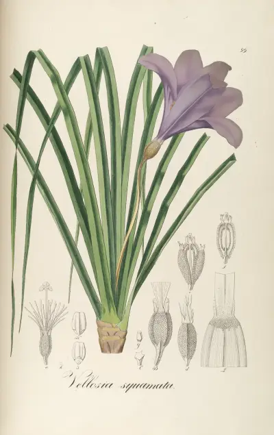 Vellozia squamata, Johann Baptist Emanuel Pohl