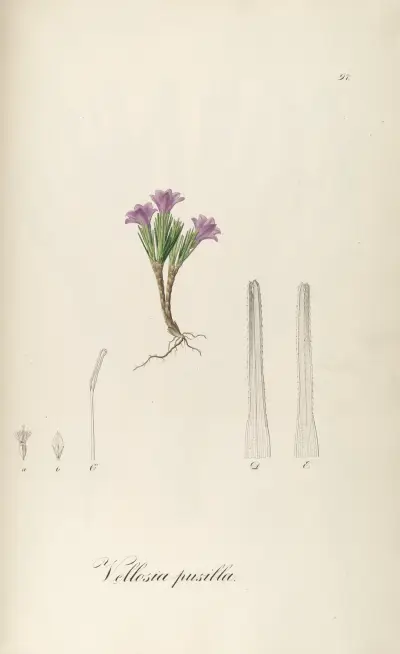Vochysia pumila, 1827 – Nr. 2, Johann Baptist Emanuel Pohl