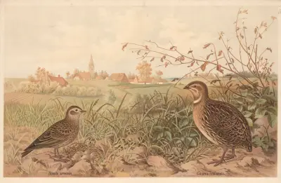 Common quail (Coturnix communis) av Emil Schmidt