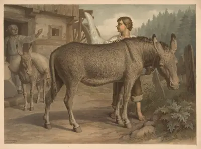 Donkey av Emil Schmidt