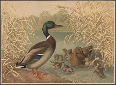 Ducks av Emil Schmidt