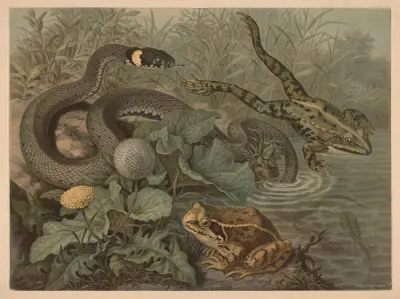Frog and rattlesnake av Emil Schmidt