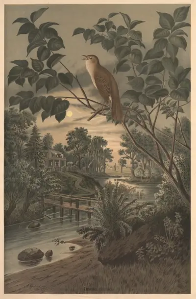 Nightingale av Emil Schmidt