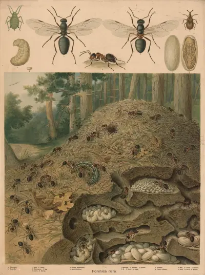 Red wood ant (Formica rufa), Anthill av Emil Schmidt