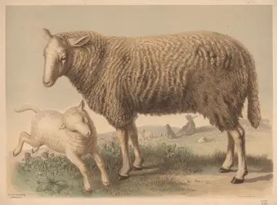 Sheep av Emil Schmidt